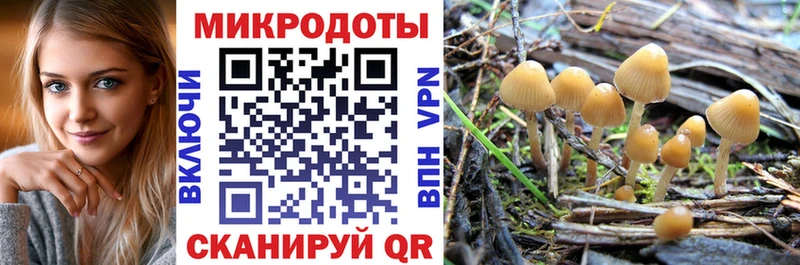 как найти   Яровое  Псилоцибиновые грибы GOLDEN TEACHER 